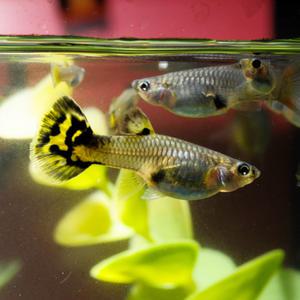 [서진열대어] 일반구피-G-f01 랜덤 암컷 구피 6마리