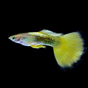 [서진열대어] 일반구피-G-01 골든 프린스 엘리펀트 구피(2마리,6마리 선택)