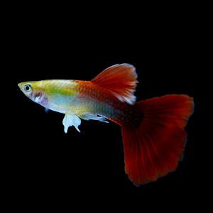 [서진열대어] 일반구피-G-45 골든 헤드레드 구피(2마리,6마리 선택)