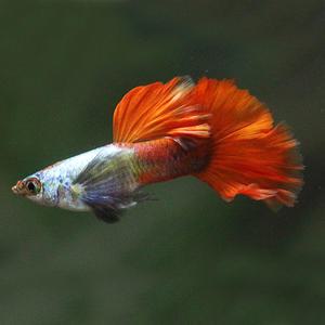 [서진열대어] 일반구피-G-88 덤보사파이어 구피(2마리,6마리 선택)