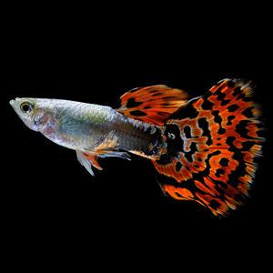 [서진열대어] 일반구피-G-28 레드모자이크 구피(2마리,6마리 선택)