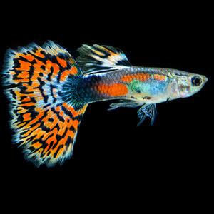 [서진열대어] 일반구피-G-06 레드바리게이트 구피(2마리,6마리 선택)