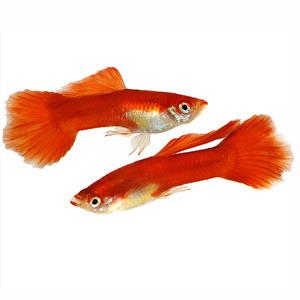 [서진열대어] 일반구피-G-62 레드브룬디 구피(2마리,6마리 선택)