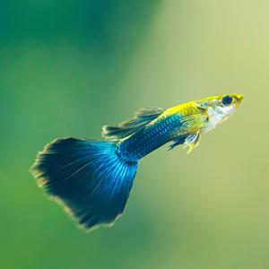 [서진열대어] 일반구피-G-20 블루네온 구피(2마리,6마리 선택)