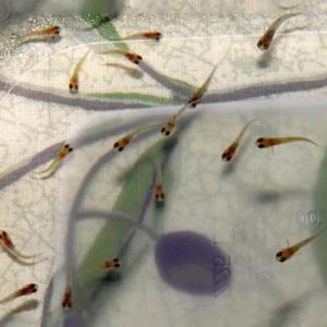 A급 구피-G-A01 A급 구피 랜덤치어 10마리