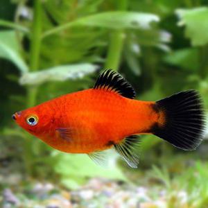 [서진열대어] 새끼를 낳는 난태생-P-35 레드왁 플래티 5마리