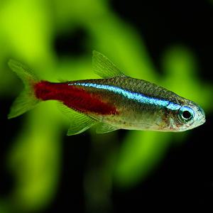 [서진열대어] 무리를 지어다니는 카라신과-C-01 네온테트라 10마리