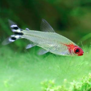 [서진열대어] 무리를 지어다니는 카라신과-C-24 러미노즈테트라 5마리