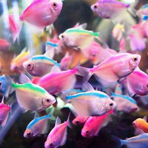 [서진열대어도매직판장] 무리를 지어다니는 카라신과-C-22 칼라테트라 5마리