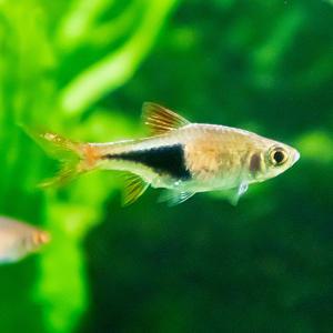 [서진열대어] 무리를 지어다니는 카라신과-C-15 헹겔리 라스보라 10마리