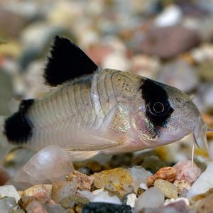 [서진열대어] 바닥청소고기-W-18 코리 팬더 3마리