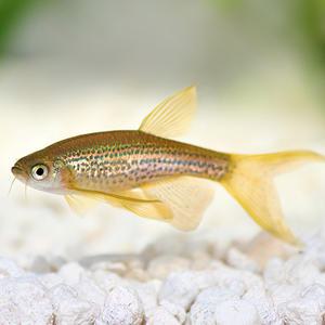 [서진열대어] 잉어과-Q-24 레오파드다니오 롱핀 5마리