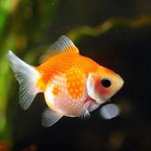 [서진열대어도매직판장] 금붕어 Gf-13 진주린(소) 색상랜덤 약3cm 2마리