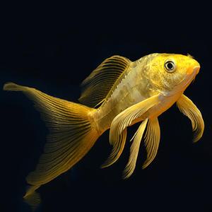 [서진열대어] 비단잉어 KO-10 A급 24k 골든플래티늄 공작비단잉어 5~7cm 1마리