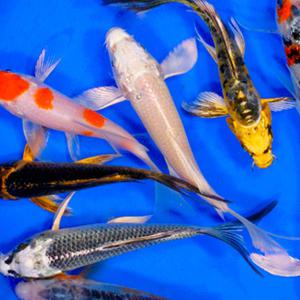 [서진열대어] 비단잉어 KO-04 랜덤 공작비단잉어 5~7cm 2마리