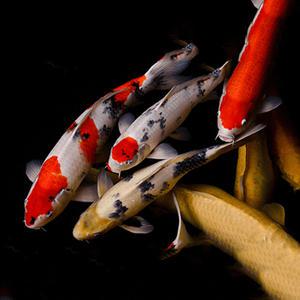 [서진열대어] 비단잉어 KO-02 삼색 공작비단잉어 5~7cm 2마리