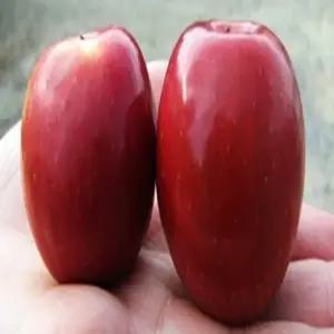 미니사과나무 묘목 루비에스사과 2년생 특묘