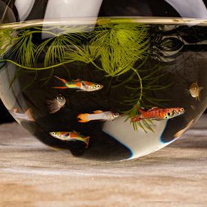 [서진열대어도매직판장] 작지만 강한 미니(엔들러스)종 구피모음