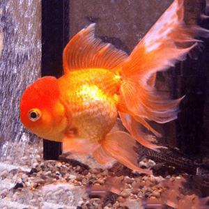 [서진열대어] 금붕어 Gf-07 젤리헤드오란다 약6cm 2마리