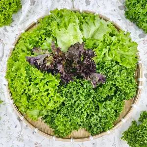 무농약 유러피안 샐러드 쌈야채 1kg 유럽 샐러드 채소