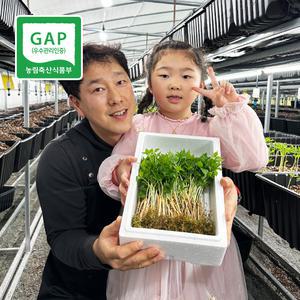 영광 다은 새싹삼 미니 30뿌리 새싹 인삼 깨끗한 식당용 카페용 가정용 선물용