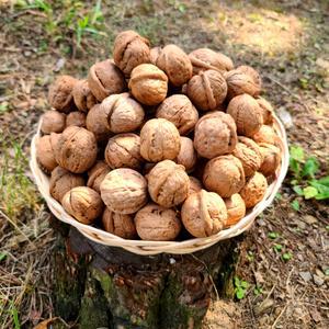 [경북용성] 고소한 국산 견과류 햇호두 피호두 호두 0.5kg 1kg (호두까기 미포함)
