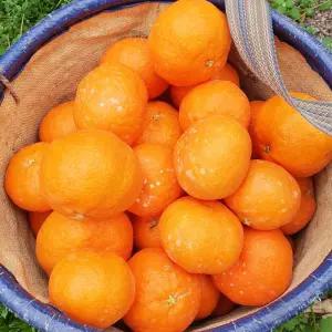 제주 고당도 레드향 제철과일 가정용 2.5kg 4.5kg