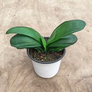 달마군자란 소형 모종 인테리어 식물 실내공기정화