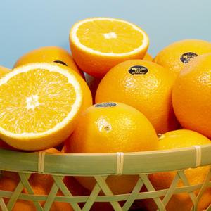 블랙라벨 고당도 오렌지 10입, 20입 (대과230g내외 72과사이즈)