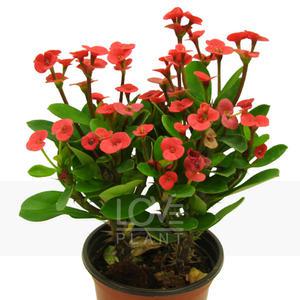 꽃기린 빨강색 선인장 다육이 사계절 꽃 식물 키우기 인테리어 소품 화분