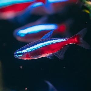 [서진열대어] 무리를 지어다니는 카라신과- 카디널테트라 10마리