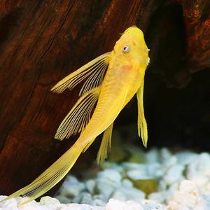 [서진열대어] 수초 및 벽면청소고기- 144안시롱핀 2마리