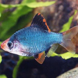 [서진열대어도매직판장]  잉어과- 그린수마트라 5마리