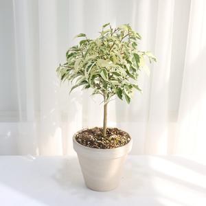 스트라이트벤자민 중품 개업화분, 집들이 선물