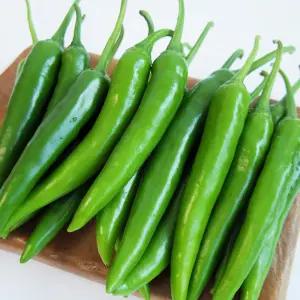 [올즈마켓]맵지않고 시원한 아삭이 오이고추 특 1kg