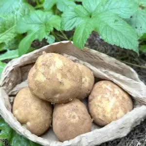 국내산 감자 5kg 포슬포슬 쫀득이 수미 두백 감자