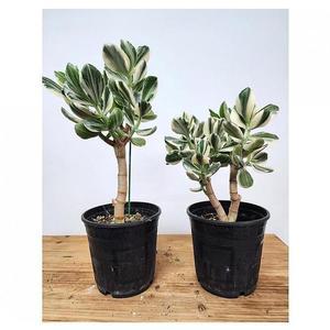 베하몰 실내 화초 일본 염좌금 황금염좌 중품 약38cm