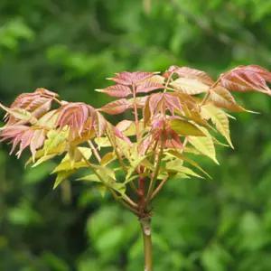 참죽나무 묘목 가중나무 묘목 실생2년생 노지월동 정원수 조경수 (목하원예조경)