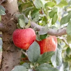 가정용 햇 부사 사과 5kg 대 16-20과