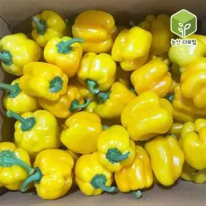 국내산 못난이 노랑파프리카 5kg