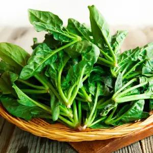 신안 비금도 섬초 시금치 1kg