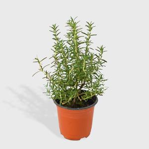 클리핑 로즈마리 소형 허브식물 인테리어 반려식물 모종