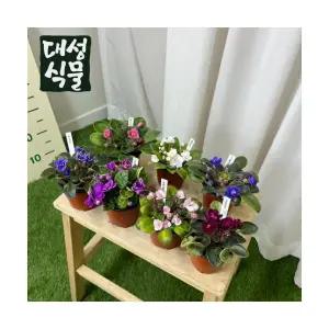 미니 바이올렛 바이올랫 꽃 나무 공기정화식물 꽃화분 대성식물