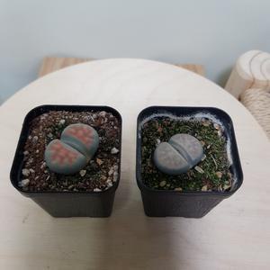 [소나무길] (2개묶음 랜덤발송) 리톱스 1촉 리툽스 다육식물 다육이 반려 희귀식물 059 화원 농원