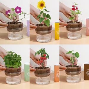 자연애 마이가든 식물 키우기 미니화분 씨앗 꽃 기르기 화분 세트 저면관수 해바라기 방울토마토 허브바질 봉선화 강낭콩