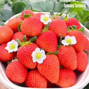페이머스파머스 설향 딸기 고당도 명품 과일 강릉 스마트팜