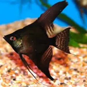 열대어 블랙 엔젤피쉬 5cm내외 A급 1마리