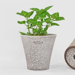 마이플랜트 로자리안 스노우 버킷팟 분갈이 국산 화분 인테리어 토분