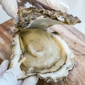 통영 100% 자연산 바위굴 벚굴 3kg