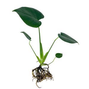 글라스가든 뿌리 세척 몬스테라 모종 관엽식물 수경재배 수생 식중 실내공기정화식물 1뿌리